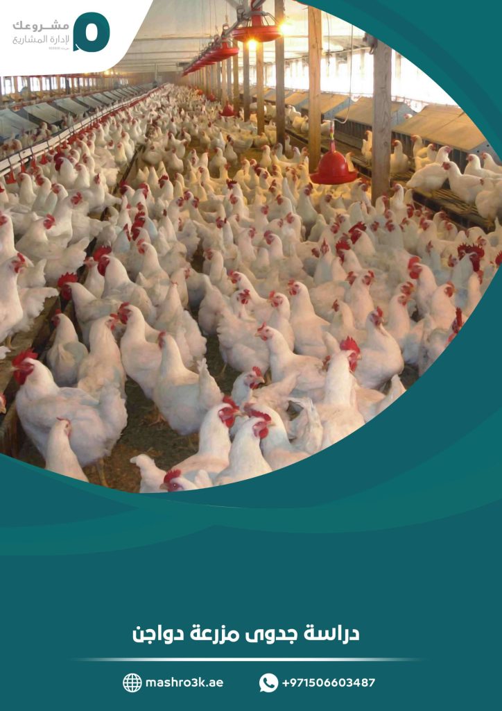 دراسة جدوى مزرعة دواجن