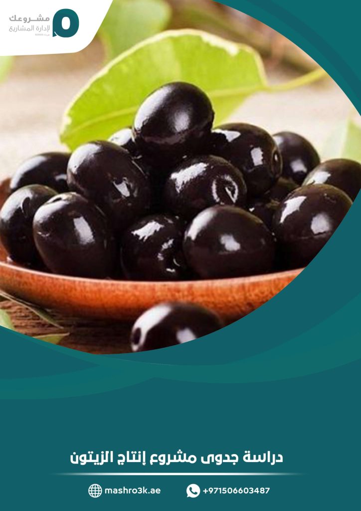 دراسة جدوى مشروع إنتاج الزيتون