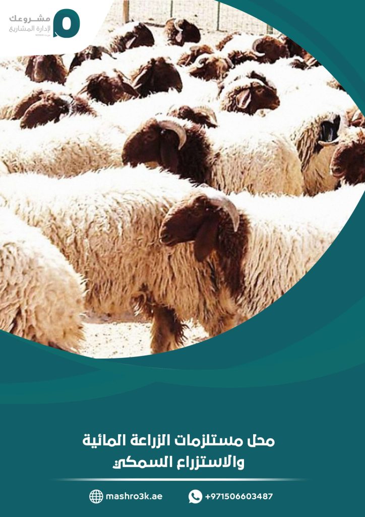 دراسة جدوى مشروع تربية ضأن