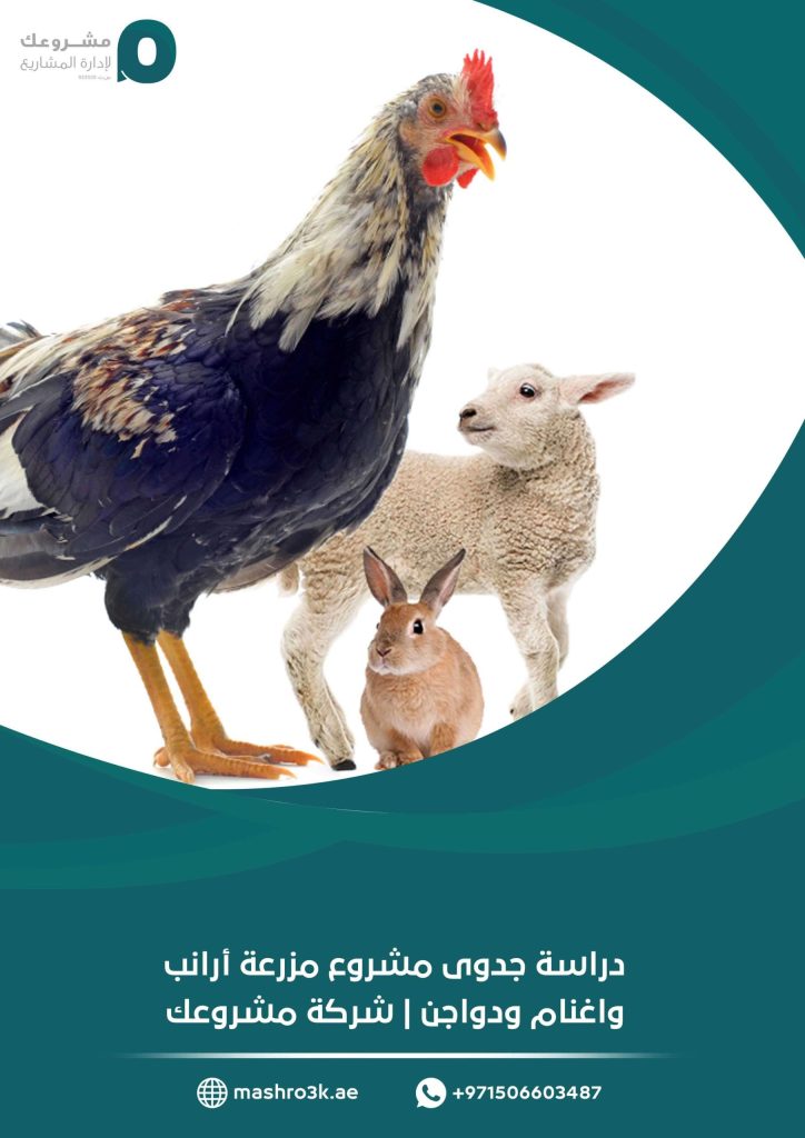 دراسة جدوى مشروع مزرعة أرانب واغنام ودواجن