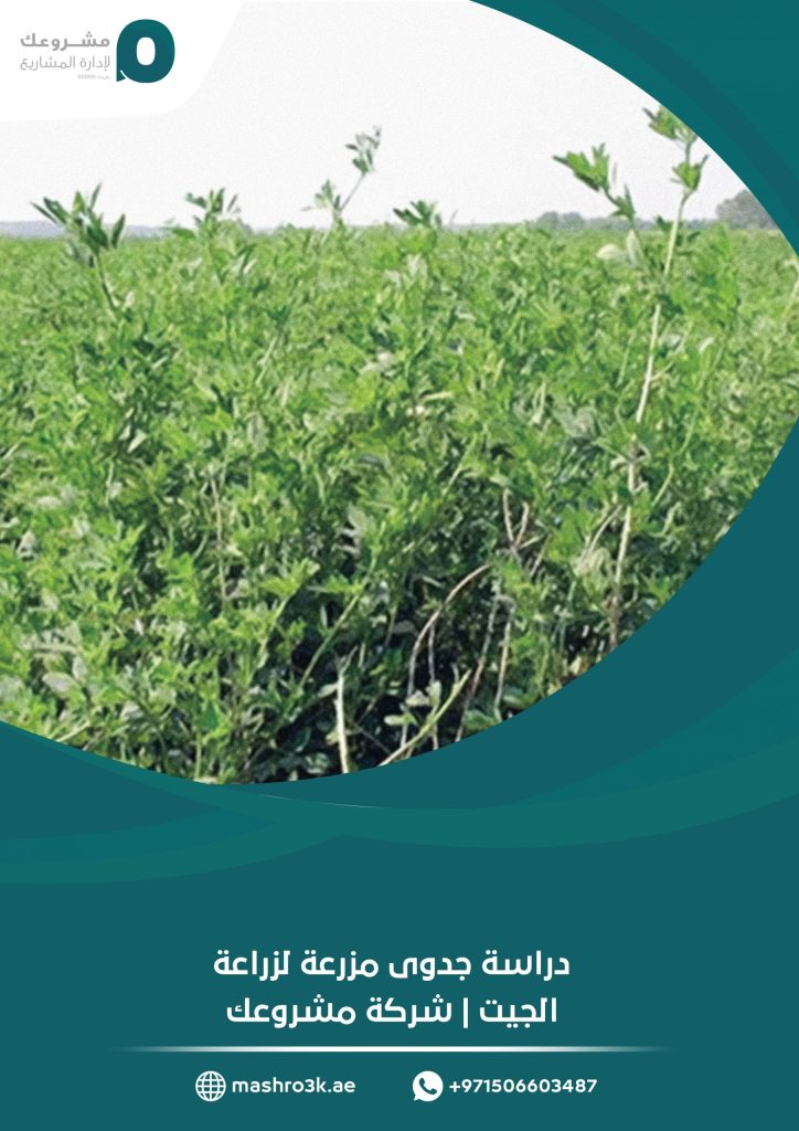 دراسة جدوى مزرعة لزراعة الجيت