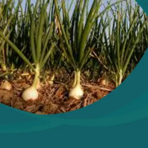 دراسة جدوى مشروع زراعة البصل