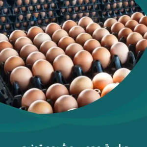 دراسة جدوى مشروع توزيع البيض