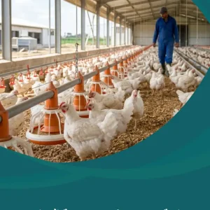 دراسة جدوى مشروع تربية الدواجن
